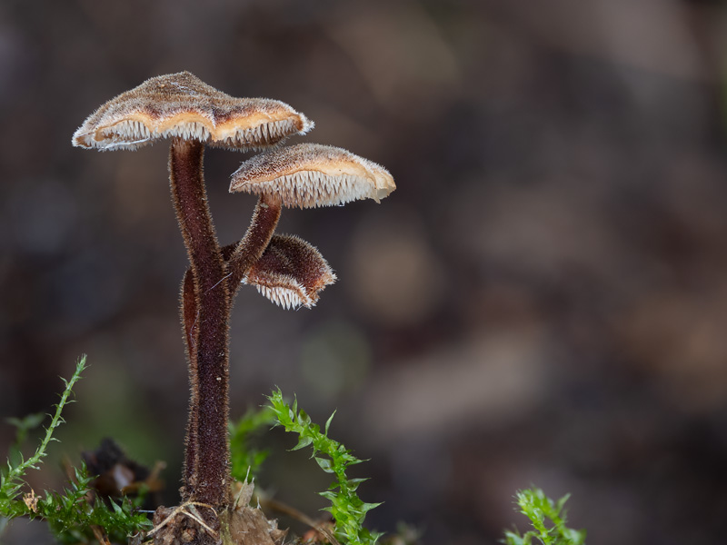 Auriscalpium vulgare